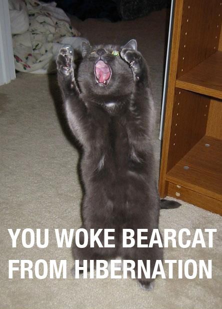 Bearcat