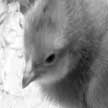 chickadees