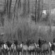 elk