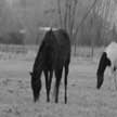 horses